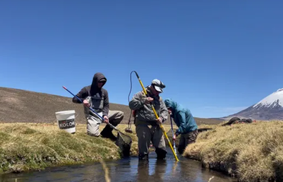 Nuclear technology helps boost disease resistance and food security in Latin American rainbow trout farming.
