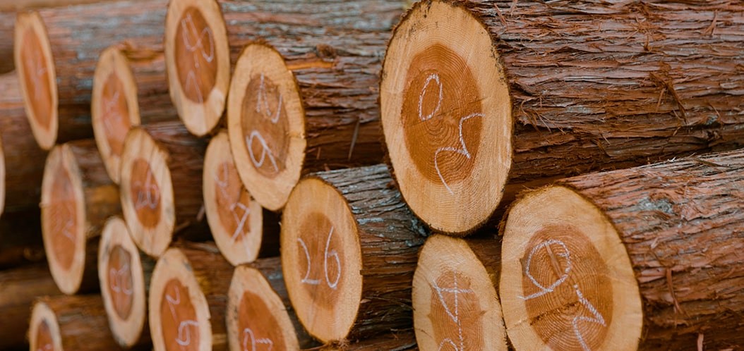 Brazilian research team uses stable isotope analysis to trace Amazon timber origins