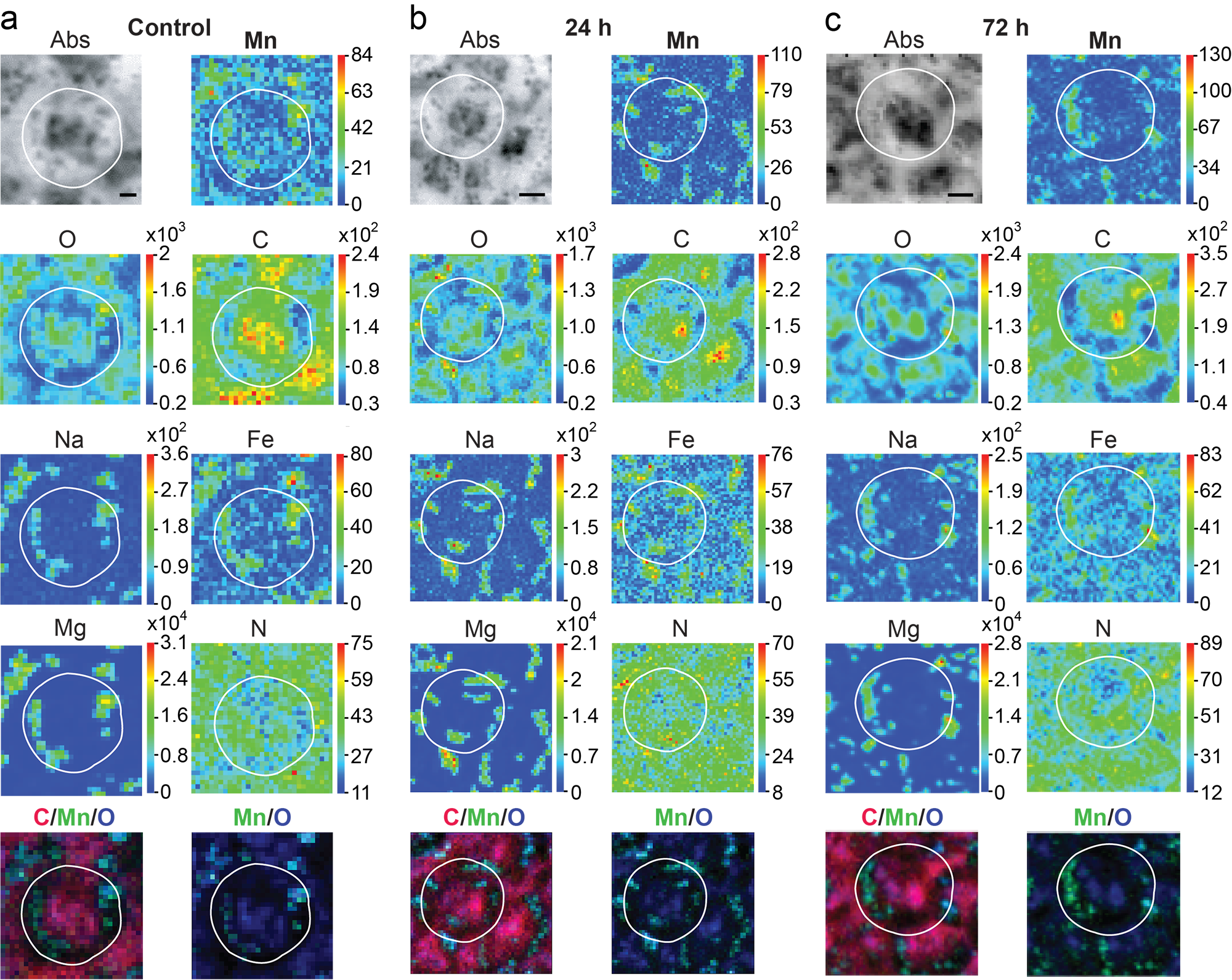 Synchrotron radiation reveals mechanism of acidophilic microalga PM01 tolerating high-concentration manganese