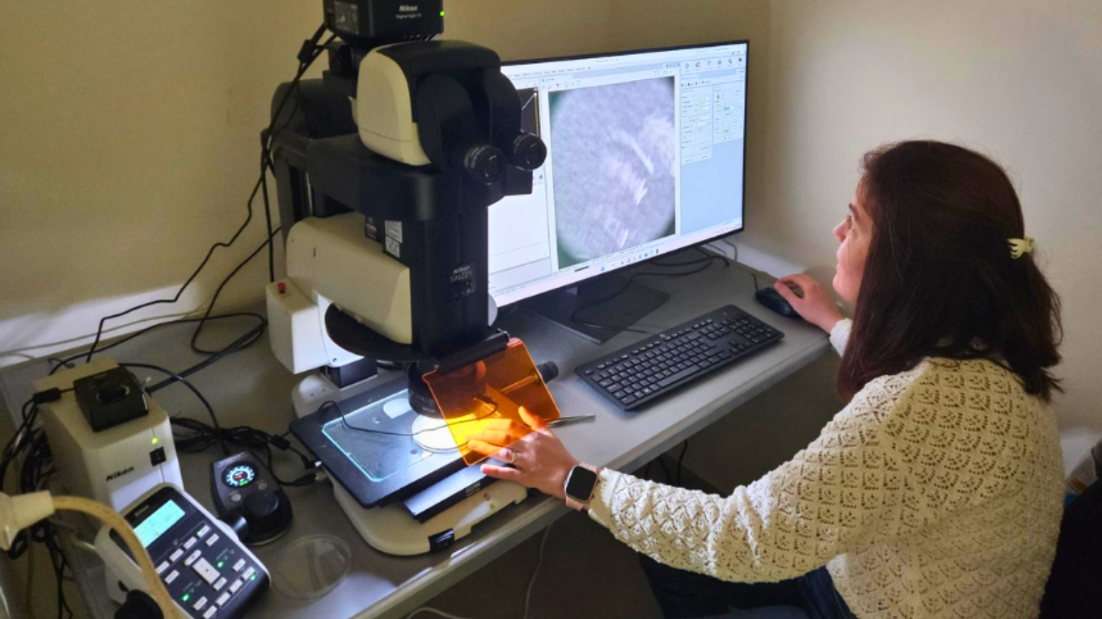 Türkiye Leverages Nuclear Science and Technology to Safeguard Citrus Productivity: Insect Sterile Technique and Radiation Mutation Breeding Build a Green Barrier for Agriculture