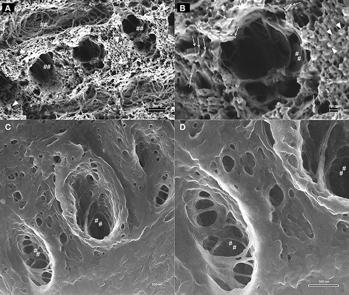 Des chercheurs russes révèlent la structure submicroscopique des pores des chernozems grâce à la microscopie électronique à balayage par faisceau d'ions