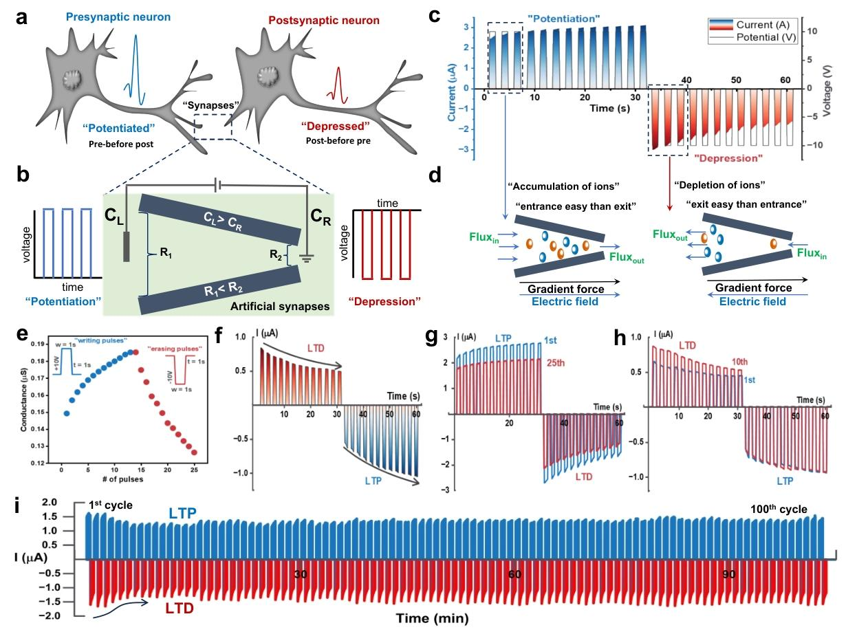Nouvelle avancée de l'Institut de physique moderne de l'Académie chinoise des sciences dans la recherche sur la régulation de la dynamique ionique dans les memristors nanofluidiques