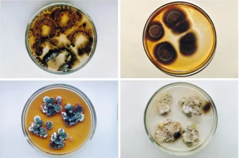 Le champignon noir de Tchernobyl suscite l'intérêt : valeur potentielle pour la recherche sur la tolérance aux rayonnements ionisants et le blindage