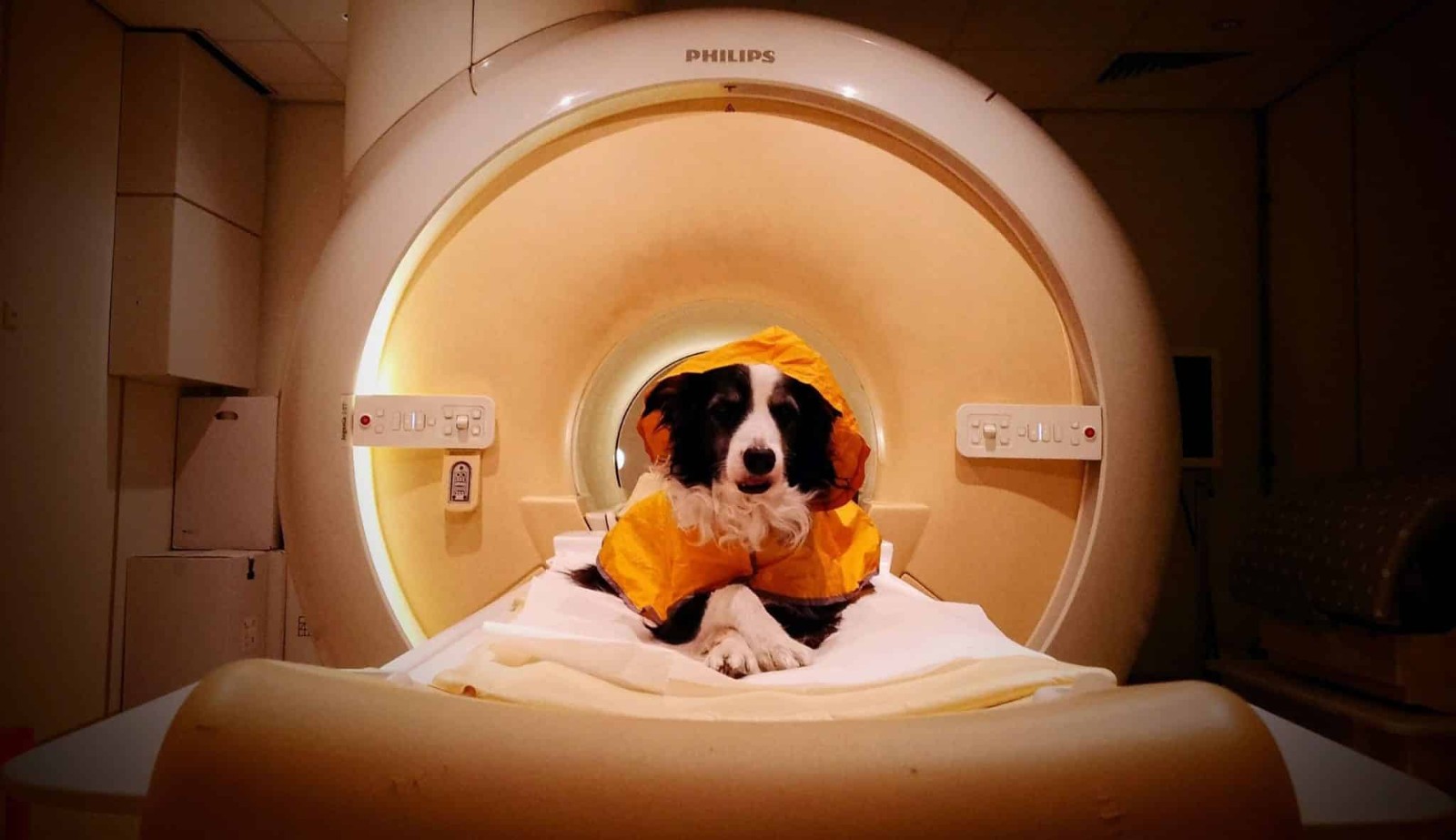 L'IRM fonctionnelle révèle le mécanisme par lequel le cerveau canin reconnaît les émotions négatives humaines