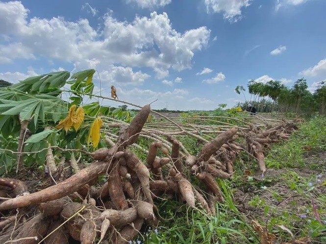 La Malaisie étend l'application de la mutagénèse par irradiation nucléaire pour renforcer la sécurité alimentaire et les contrôles industriels
