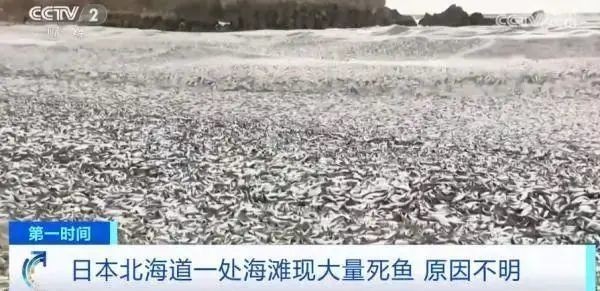 日本离奇死鱼多到渔船寸步难行！日官员称“与核污染水无关”