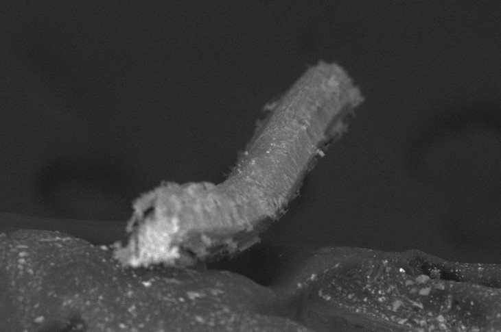 俄罗斯科研团队提出柔性晶体形貌研究新方法